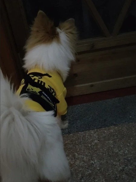 猫咪