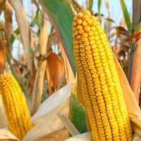 玉米市场再遇挑战：两大不利因素或抑制价格上涨