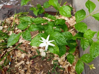 好一颗美丽的茉莉花