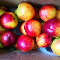 京鲜生国产黄肉油桃：夏日里的甜蜜邂逅，新鲜直达，鲜美不容错过！
