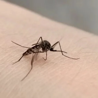 蚊子最讨厌什么？许多人都不懂！5个土方法，让蚊子不敢进家门