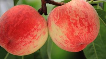 风物中国 篇四十五：中国哪里的“桃”最好吃？经过评选，这10个地方上榜，有你家乡吗 