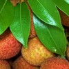 茂名高州荔枝：鲜甜传奇，品味千年的文化