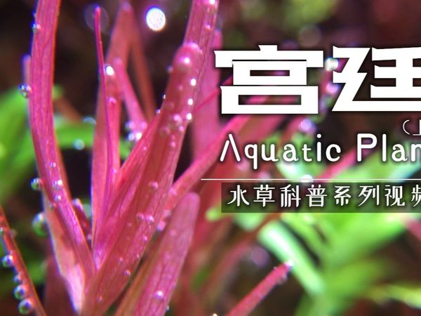 【水草科普】宫廷水草（上）