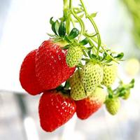 十大公认最好吃草莓？吃过几种？
