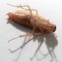 蟑螂的克星，并不是杀虫剂。而是这4种“土方法”，来几只灭几只