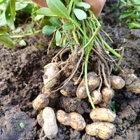 花生🥜是长在树上🌴还是土里？