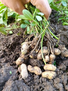 花生🥜是长在树上🌴还是土里？