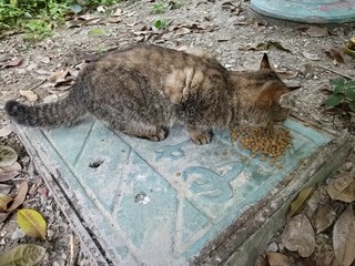 这样的猫猫也出来流浪了？