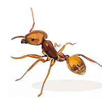 家里有小黄家蚁蚂蚁怎么灭