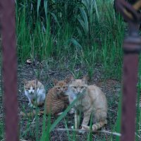 栏杆外又发现流浪猫一家三口，赶紧回家拿了猫粮来喂它们