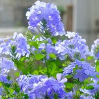 花市上的蓝雪花，盆盆“满头花”？有5点小窍门，看你知道？