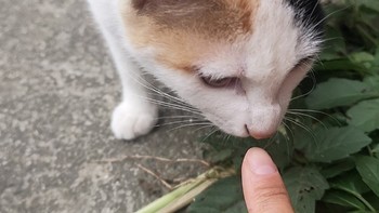 夏日养宠不再伸着小舌头，猫咪零食高蛋白猫条