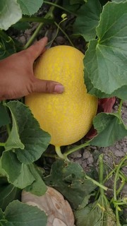 新疆哈密瓜是,夏季里不可或缺水果，清甜多汁