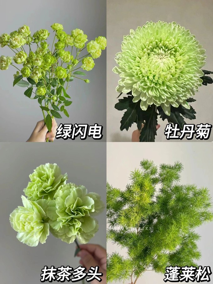 鲜花绿植