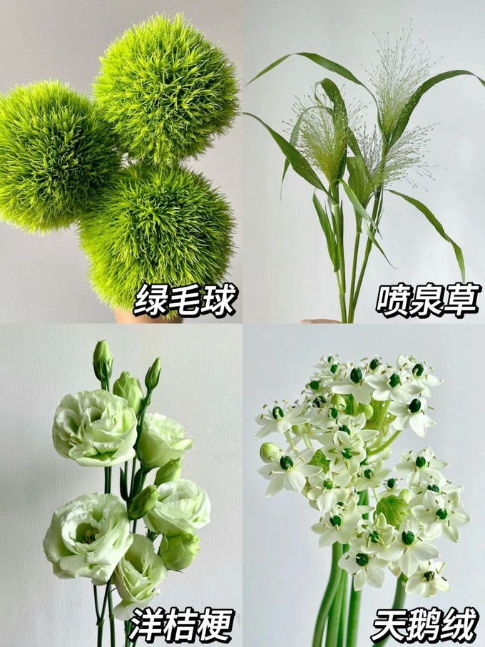 鲜花绿植