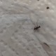 可恶的飞蚂蚁，被咬后针扎一样的疼！