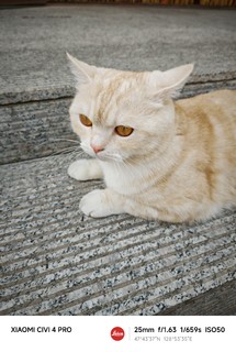 这款猫砂不错，又是愉快撸猫的一天！！