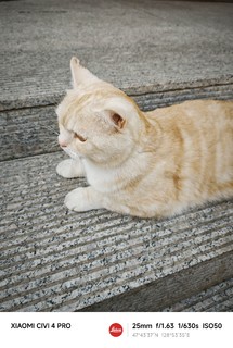 这款猫砂不错，又是愉快撸猫的一天！！