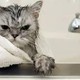 猫猫沐浴露选择不能马虎