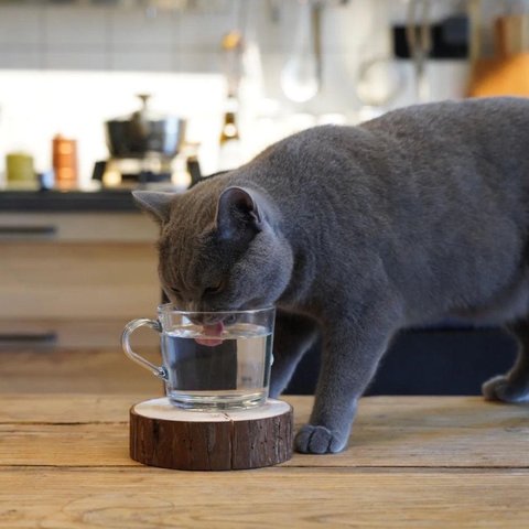 大夏天的猫猫竟然不喝水，一文教你轻松解决