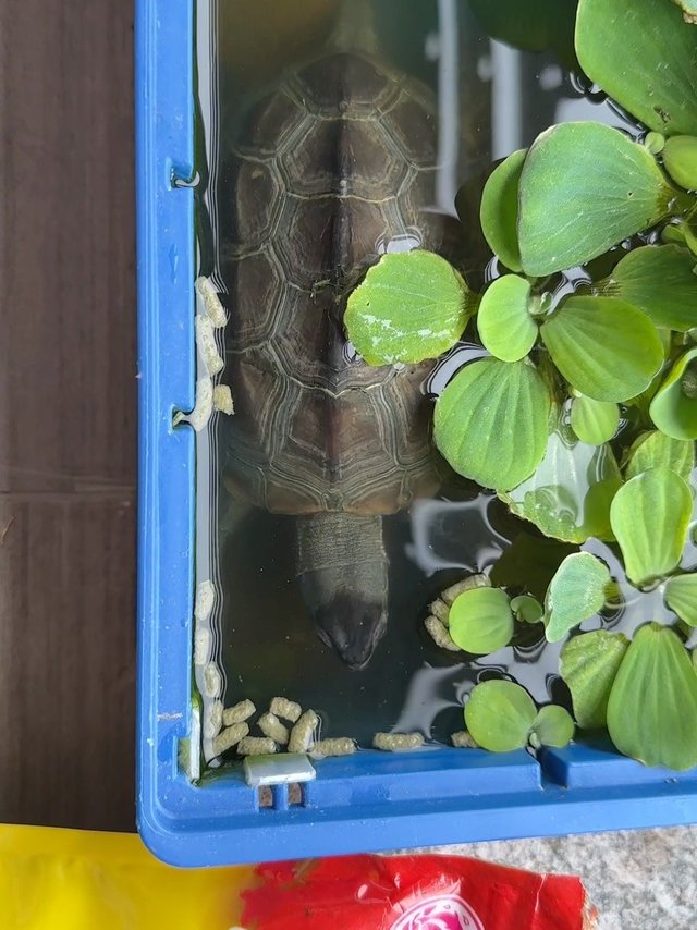 这种鱼估计好多朋友没见过！可以看看你养的🐟嘛。。。