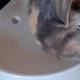 有了它猫咪也爱喝水了