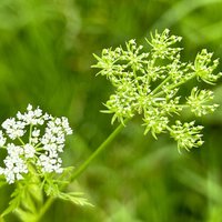 乌仙子四川攀枝花凯特芒果生鲜水果新鲜采摘大芒果大脸芒批发特大果 精选凯特芒 净重8.5-9斤  特大果