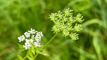 乌仙子四川攀枝花凯特芒果生鲜水果新鲜采摘大芒果大脸芒批发特大果 精选凯特芒 净重8.5-9斤  特大果