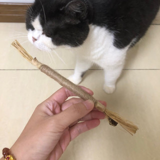 夏天就是空调房里遛猫，一根破木棍能让猫子嗨一天！