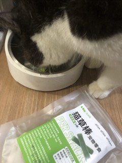 夏日来点猫草棒，促进挑食猫子胃口大开！