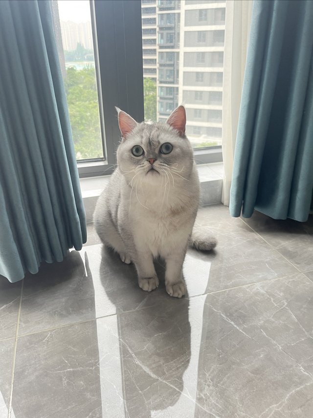 豆腐猫砂小馒头最爱❤️