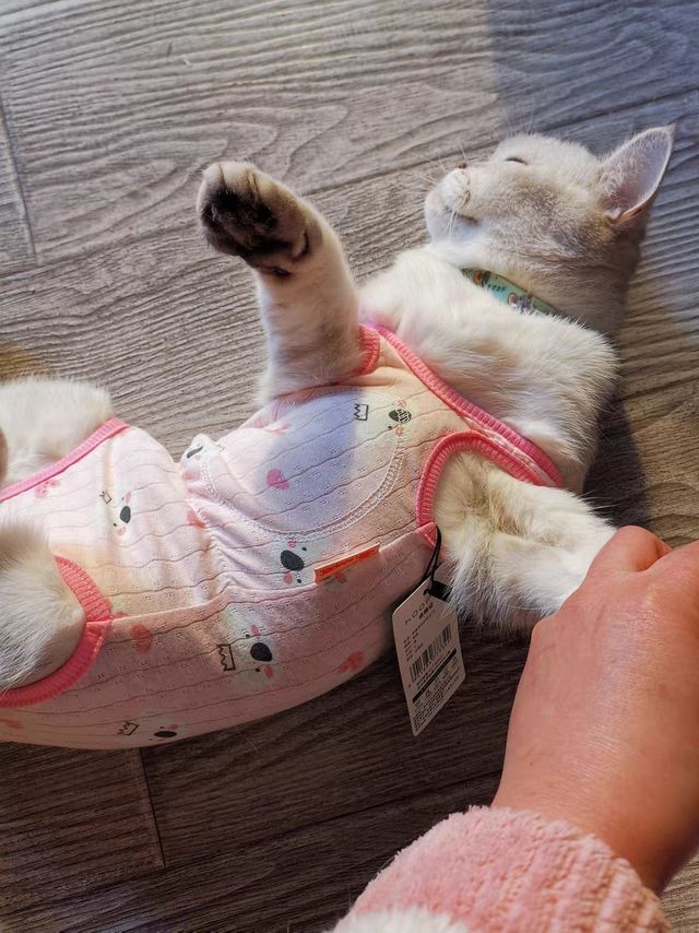 夏日潮宠，为你的布偶猫打造时尚又实用的夏日装备。