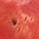  夏天里解暑的第一水果利器，它就是西瓜　