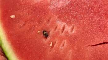 夏天里解暑的第一水果利器，它就是西瓜