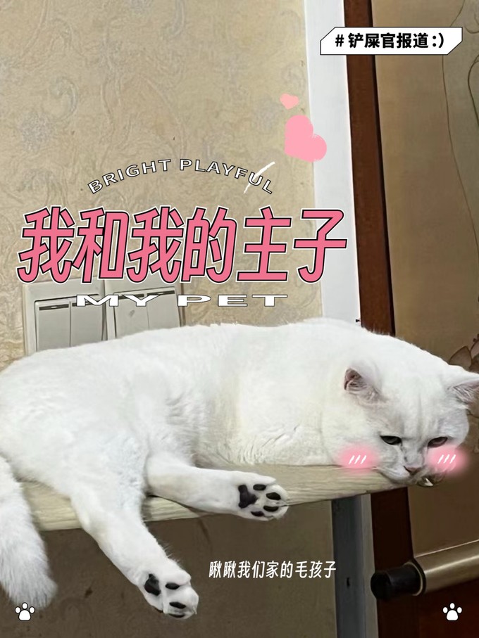 网易严选猫咪干粮