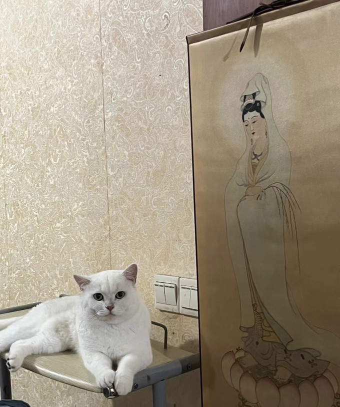 网易严选猫咪干粮