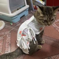 猫咪夏日衣服～