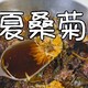 夏桑菊