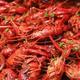 中国哪的“小龙虾”好吃？经过评选，这10个产区上榜，有你家乡吗