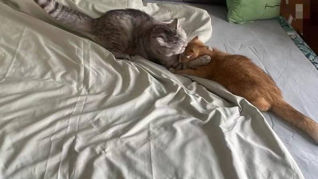 猫咪日常趣事多