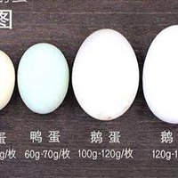 为什么鹅蛋更大，却不像鸡蛋、鸭蛋那么受欢迎？
