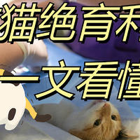 还在纠结给不给猫猫做绝育？看完再做决定吧