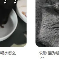 养猫党集合！猫咪不爱喝水危害居然这么大？这些主食罐骗水效果一绝！