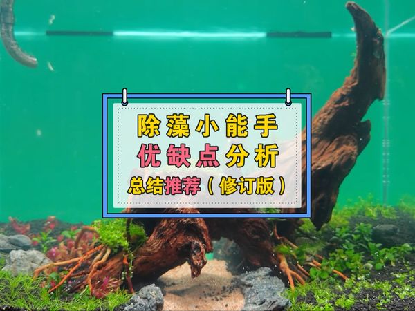 除藻小能手！常见除藻生物推荐，超详细优缺点分析总结！【修订版】