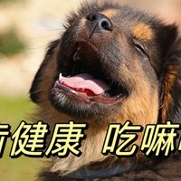 想要狗子吃嘛嘛香，首先得关注口腔健康