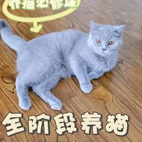 🐱养猫必修课！全阶段猫咪科学喂养秘籍