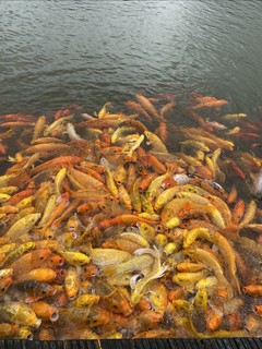 本想优雅喂喂鱼，谁曾想喂出一种猪抢食的场景