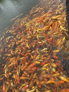 本想优雅喂喂鱼，谁曾想喂出一种猪抢食的场景