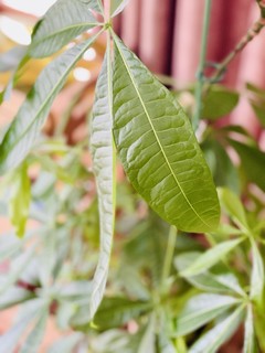 不用打理的绿植才是好绿植！